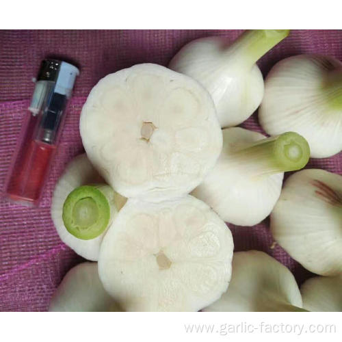 Wholesale New Crop Fresh Garlic price